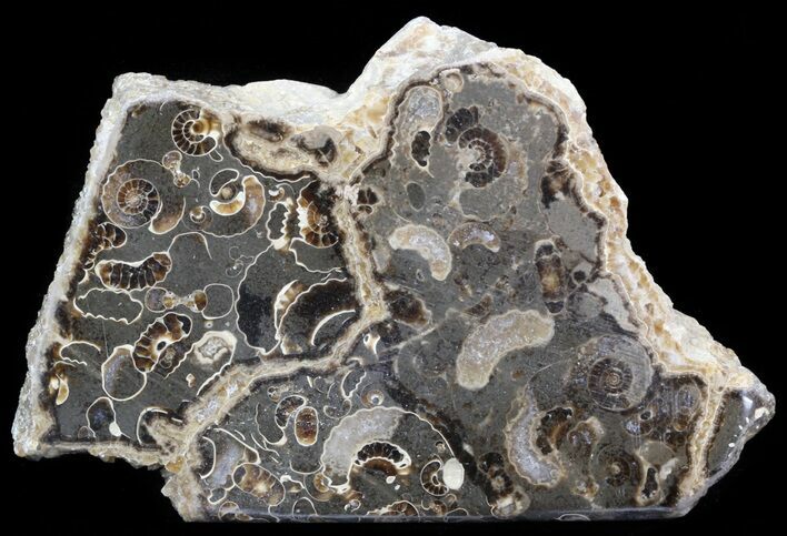 Polished Ammonite Fossil Slab - Marston Magna Marble #42105
